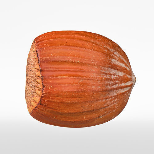 Hazelnut 3D model 6