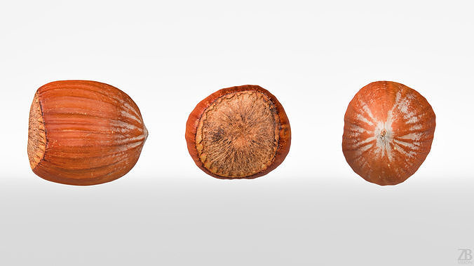 Hazelnut 3D model 5