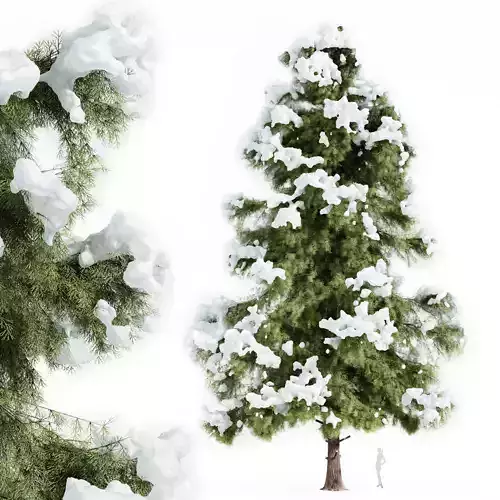 Alaska cedar winter 3D model
