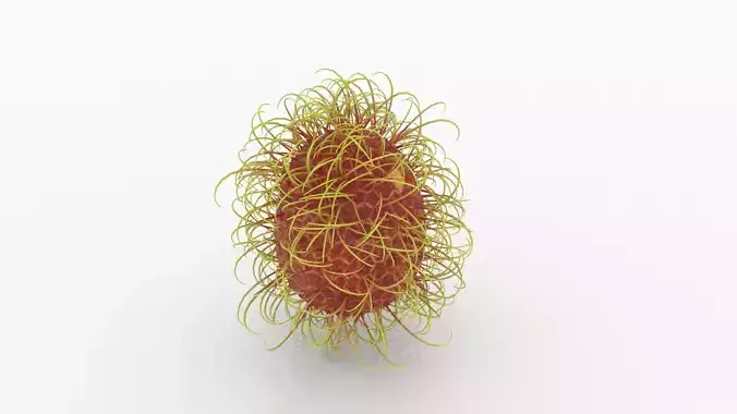 Rambutan fungus 3D model