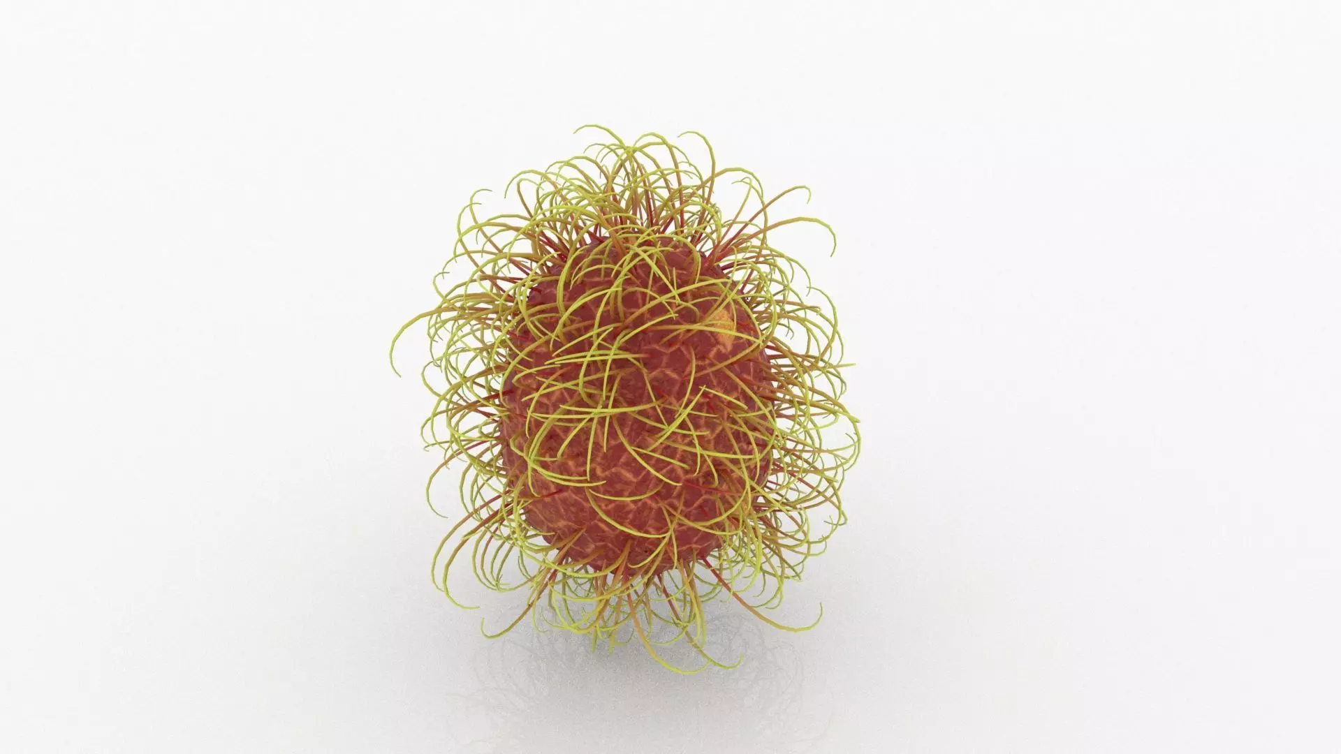 Rambutan fungus 3D model_0