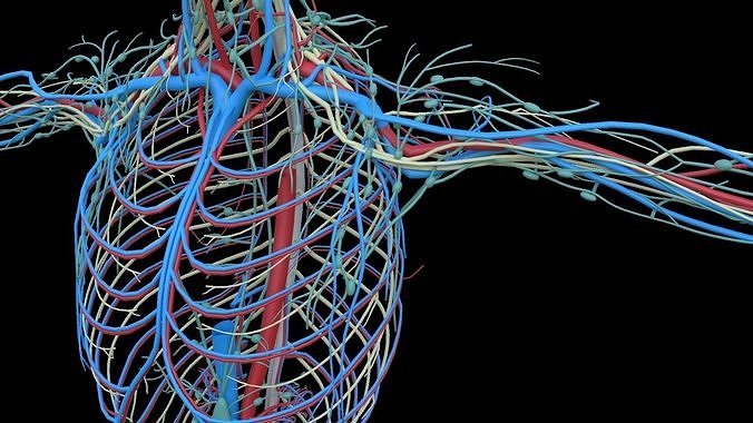 Human Universal - Lymphatic  And CNS Systems - Anatomy 3D model Low-poly 3D model