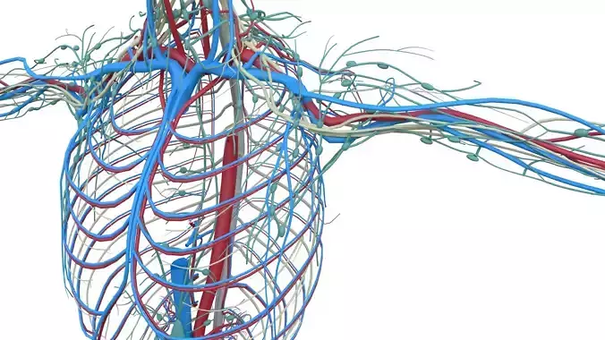 Human Universal - Lymphatic  And CNS Systems - Anatomy 3D model Low-poly 3D model