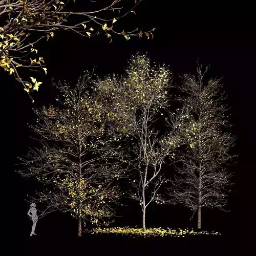 3diffrent tree Real Tree Acer Saccharinum Small Winter 3D model
