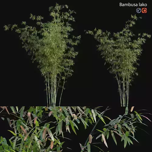 Bamboo - Bambusa lako 3D model