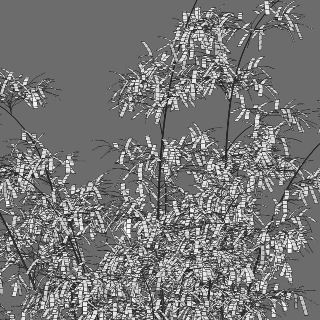 Bamboo - Bambusa lako 02 3D model_4