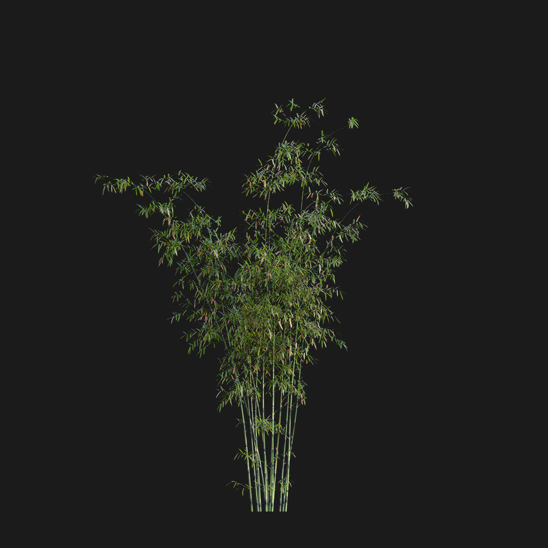 Bamboo - Bambusa lako 02 3D model_1