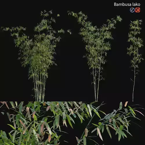 Bamboo - Bambusa lako 02 3D model