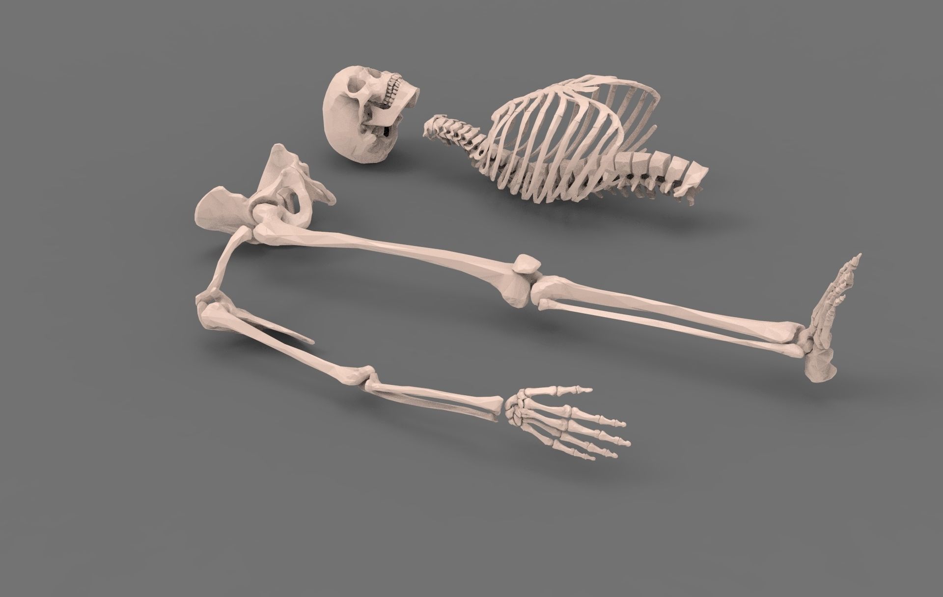 Skeleton - Human 3D model_2