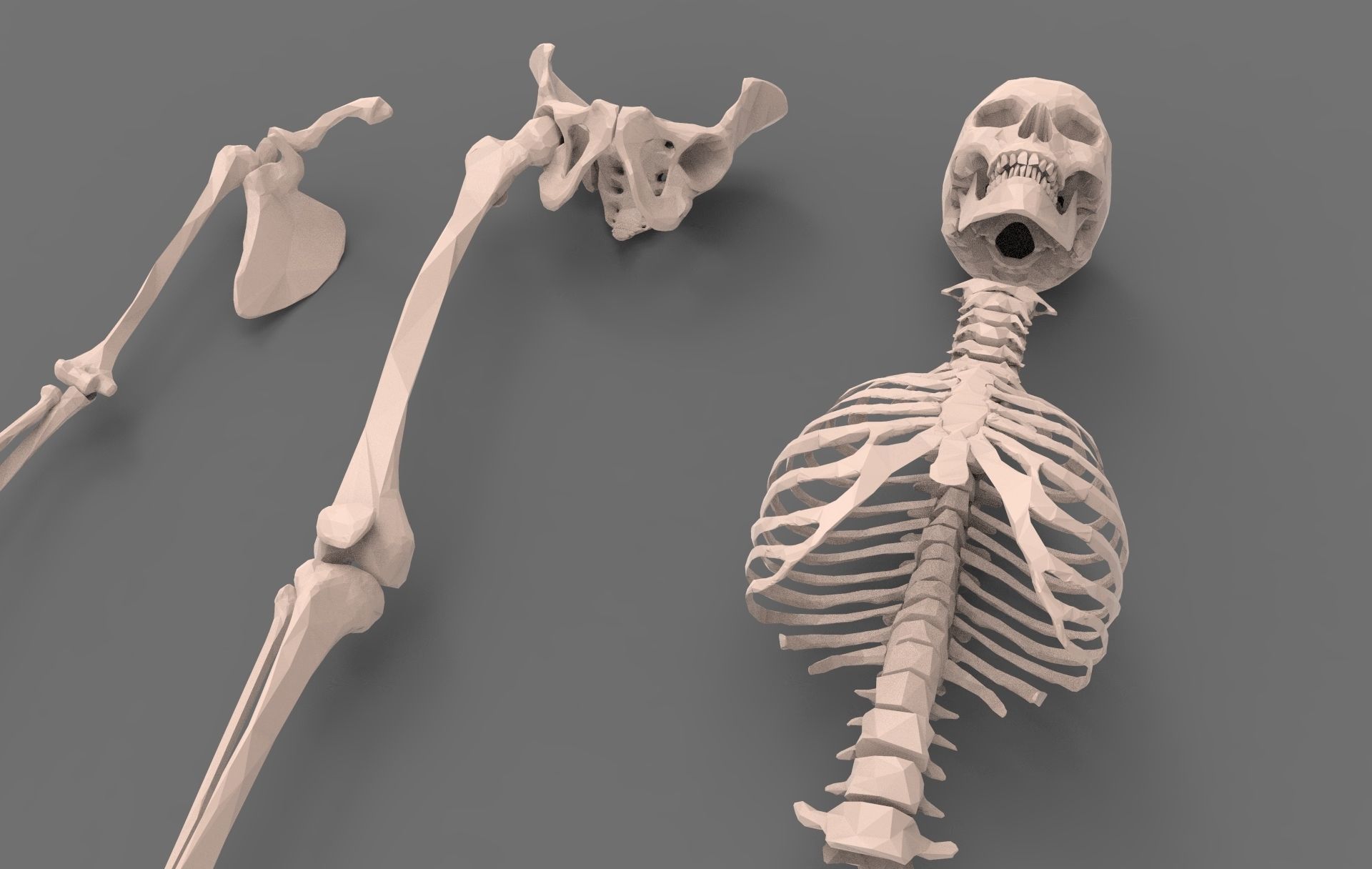 Skeleton - Human 3D model_6