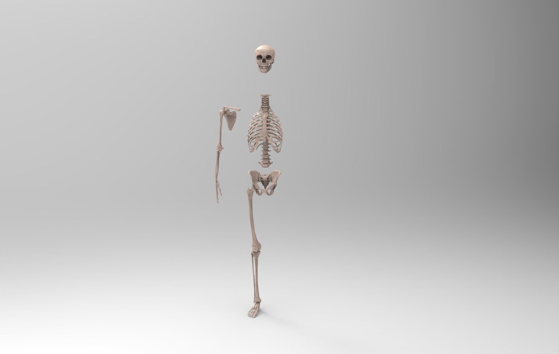 Skeleton - Human 3D model_5