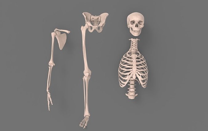 Skeleton - Human 3D model