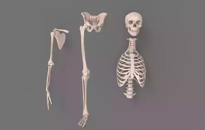 Skeleton - Human 3D model