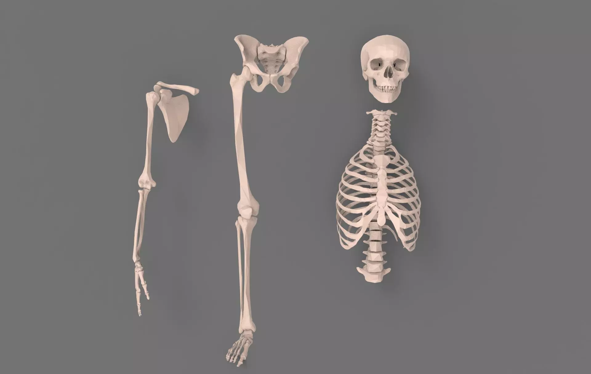 Skeleton - Human 3D model_0