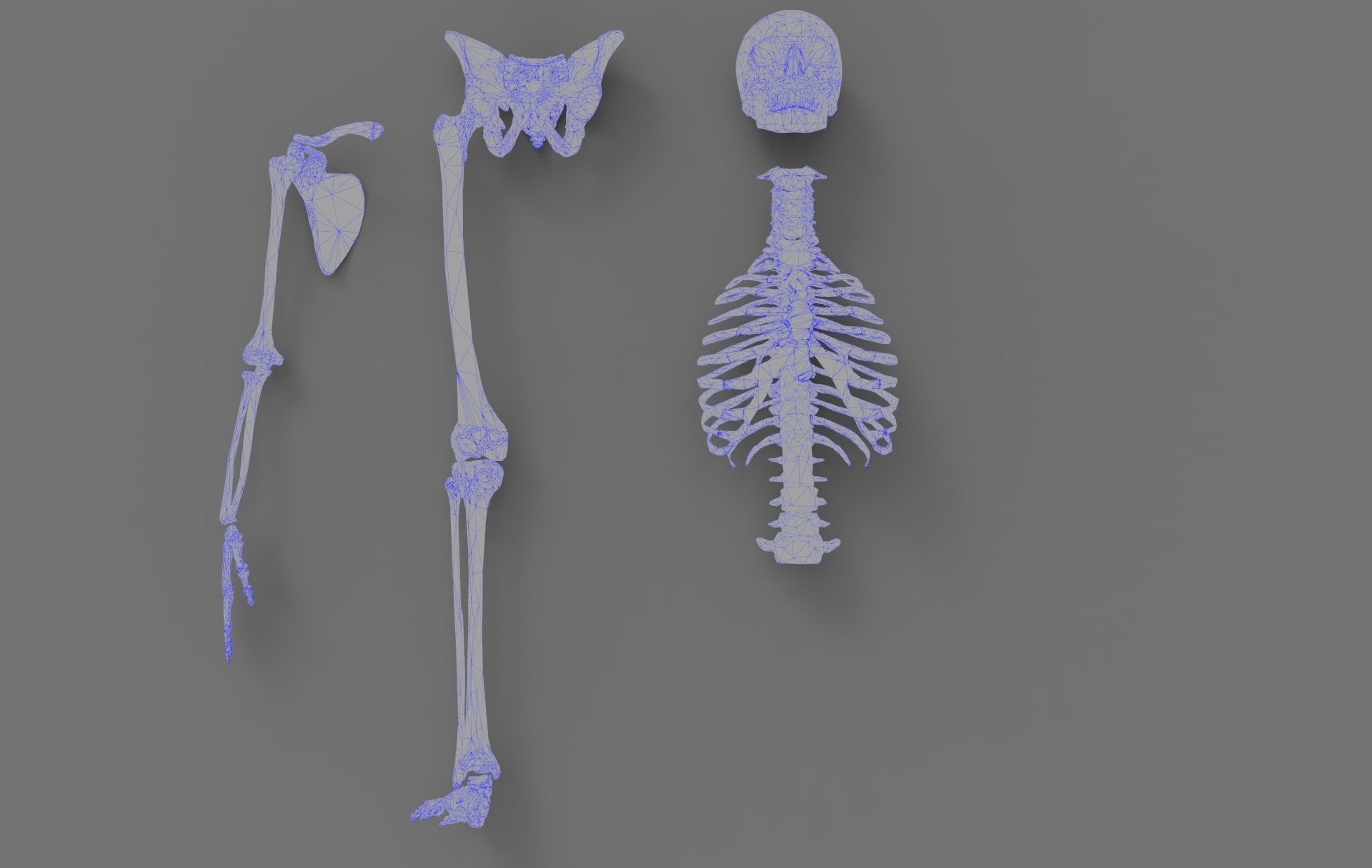 Skeleton - Human 3D model_7