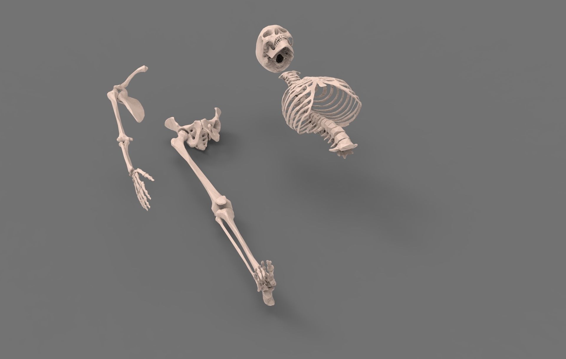 Skeleton - Human 3D model_4