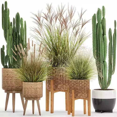 Ornamental plants in rattan baskets 1081