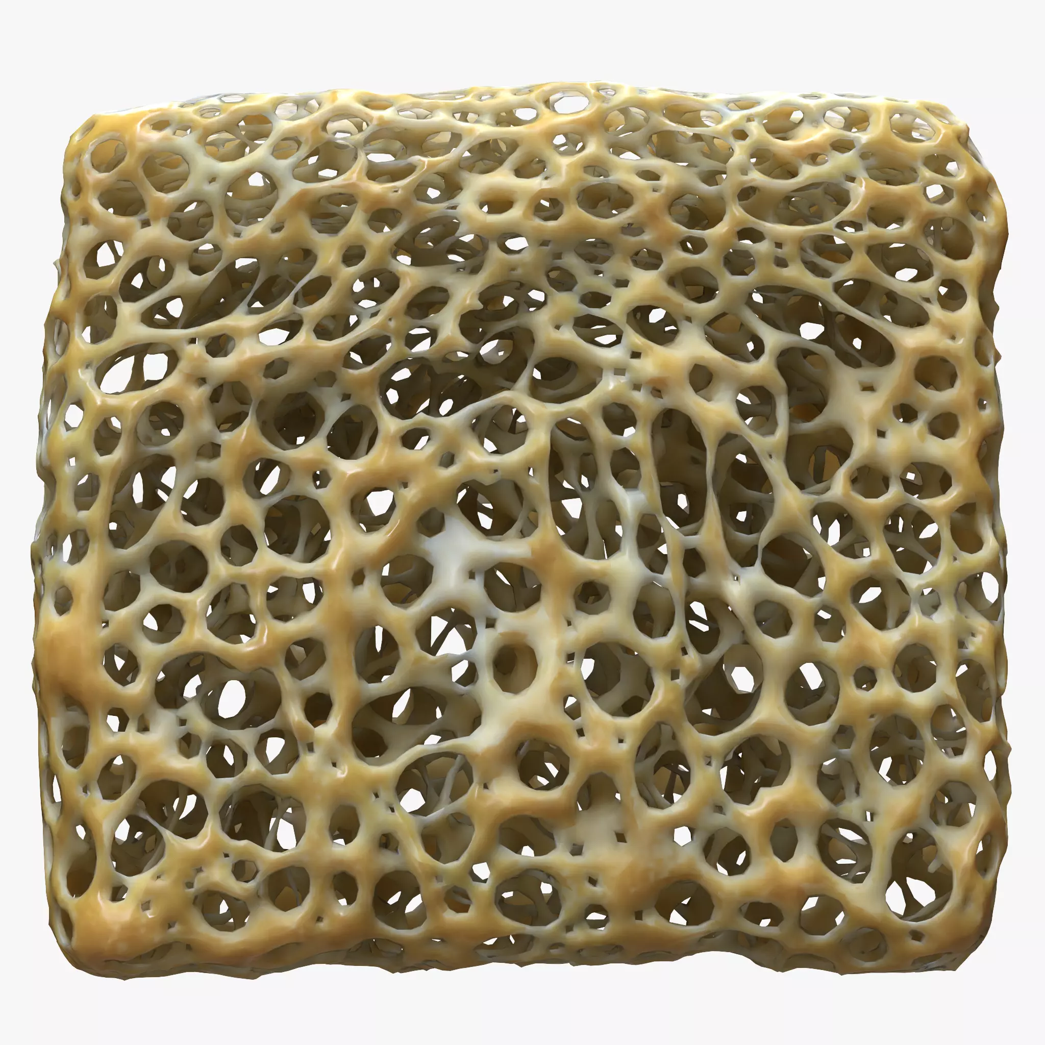 Bone Matrix Rectangle 3D model