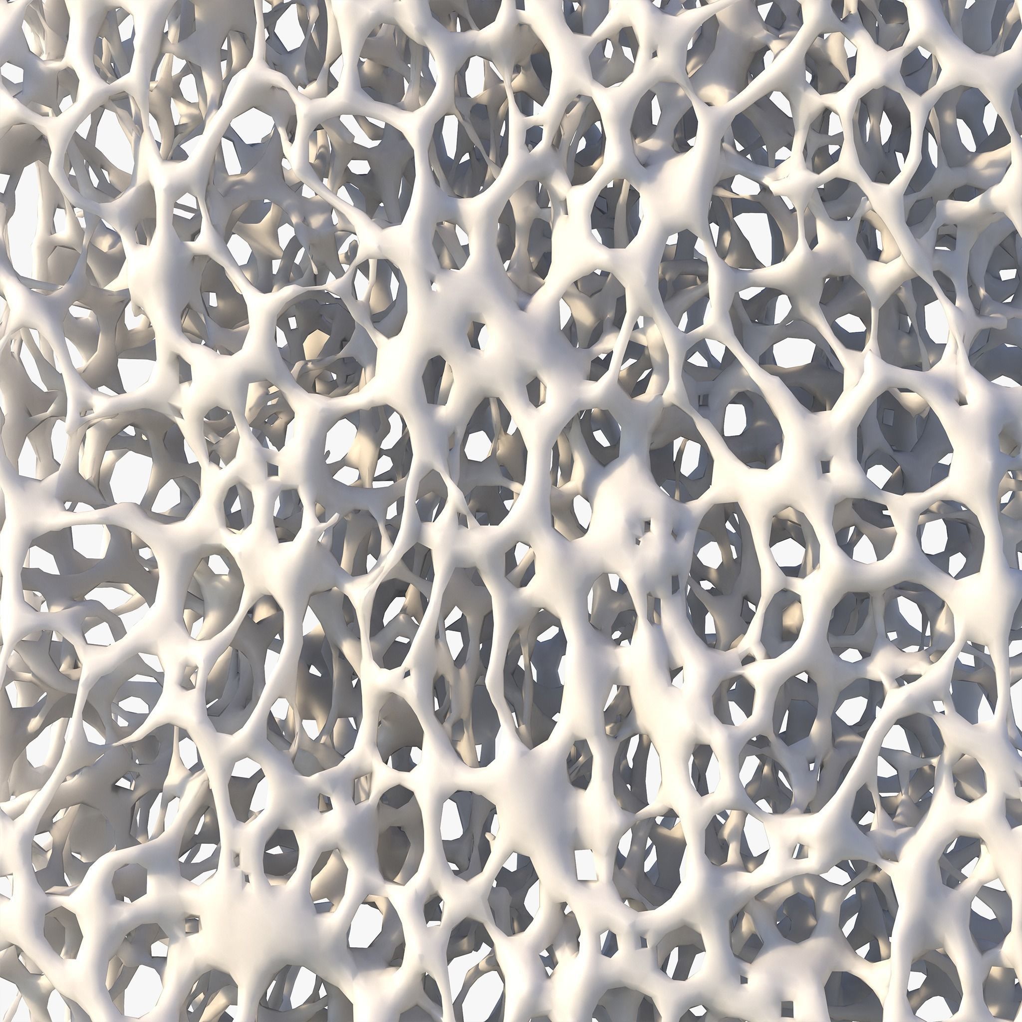 Bone Structure Sponge 3D model_1