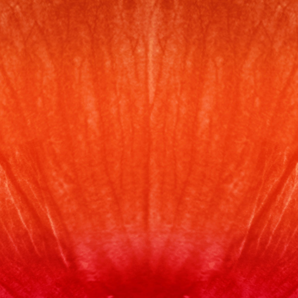 Chamomile Game ready lowpoly model flower Low-poly 3D model_11