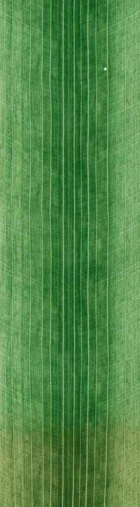 Chamomile Game ready lowpoly model flower Low-poly 3D model_12