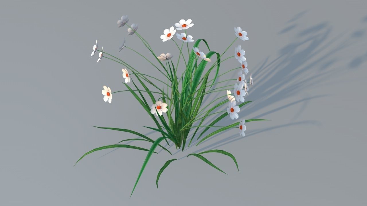 Chamomile Game ready lowpoly model flower Low-poly 3D model_3