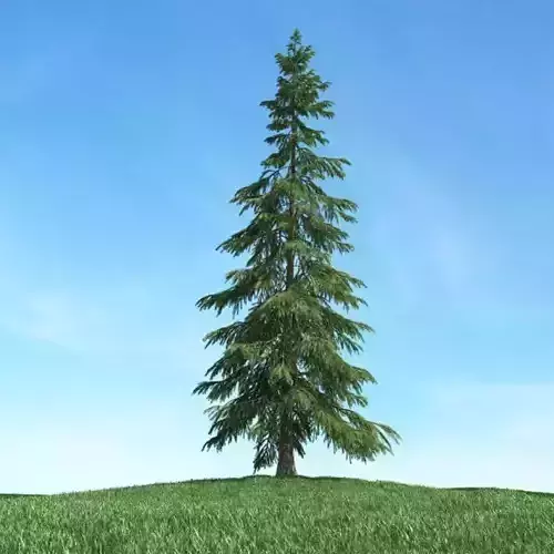 Tall Conifer Tree 3D model