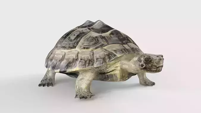 Turtle tortoise