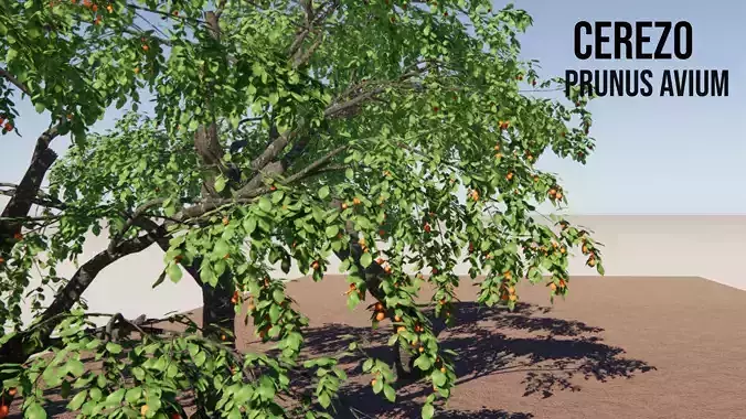 CHERRY tree 3D model