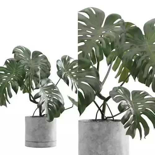 Monstera Deliciosa SwissCheese Plant 3D model Monstera Deliciosa SwissCheese Plant 3D model