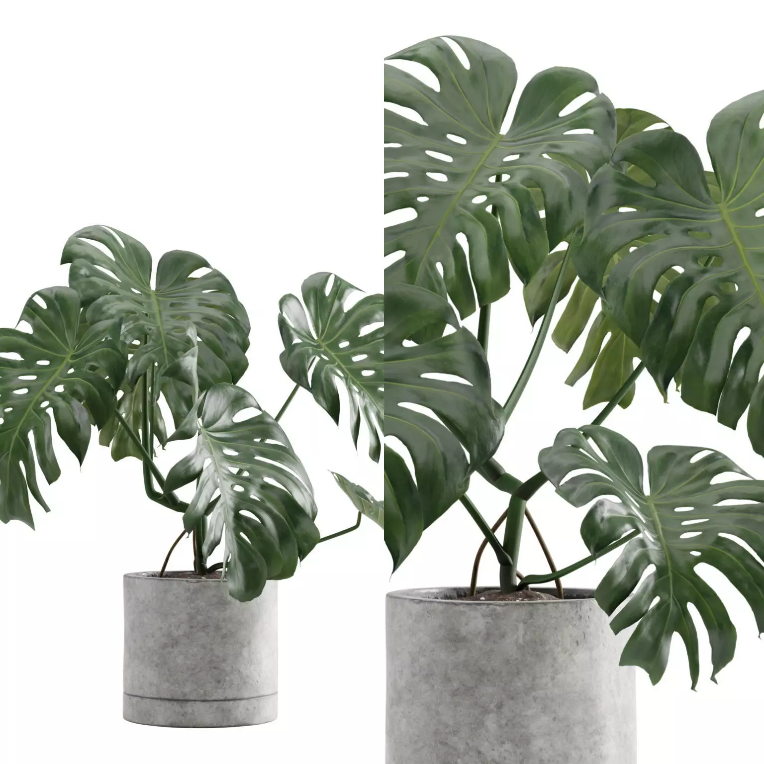 Monstera Deliciosa SwissCheese Plant 3D model_0