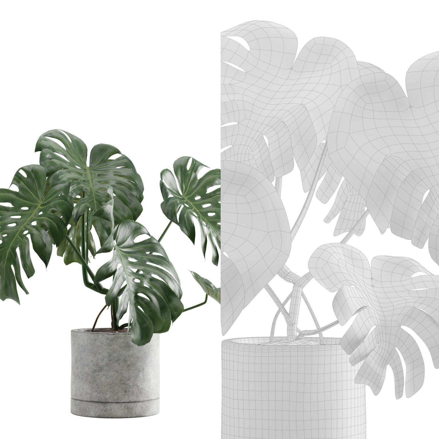 Monstera Deliciosa SwissCheese Plant 3D model_5
