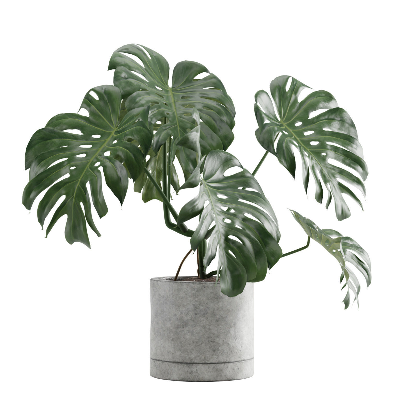 Monstera Deliciosa SwissCheese Plant 3D model_3