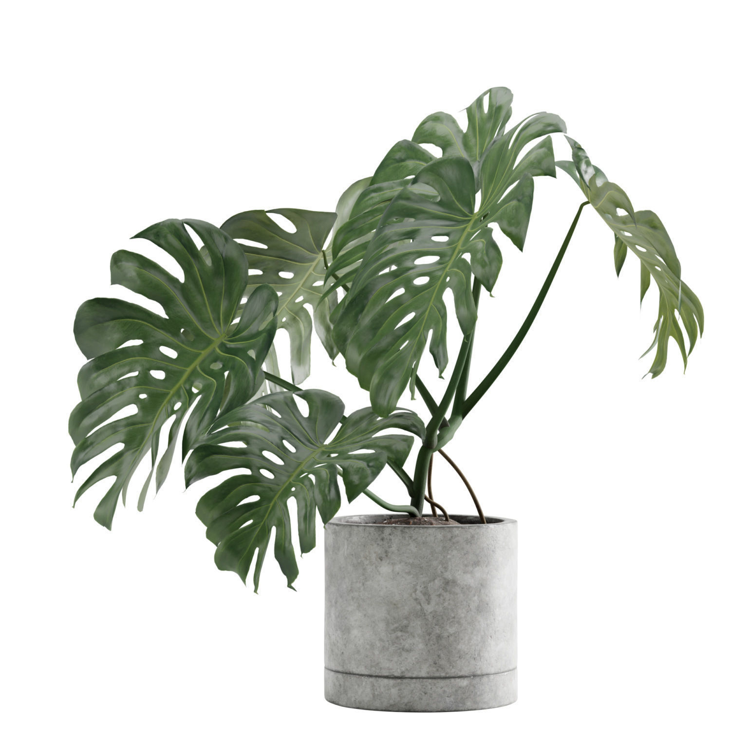 Monstera Deliciosa SwissCheese Plant 3D model_4