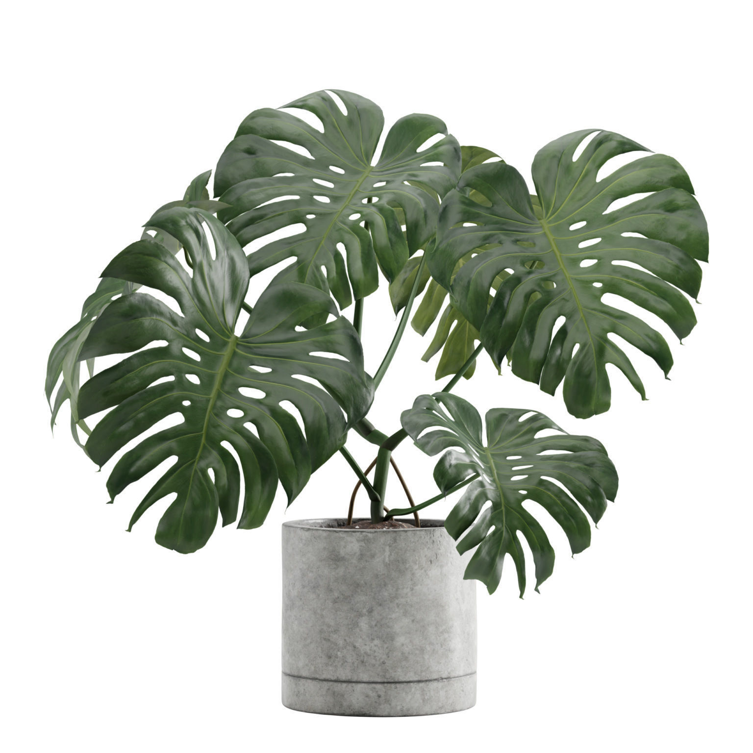 Monstera Deliciosa SwissCheese Plant 3D model_1
