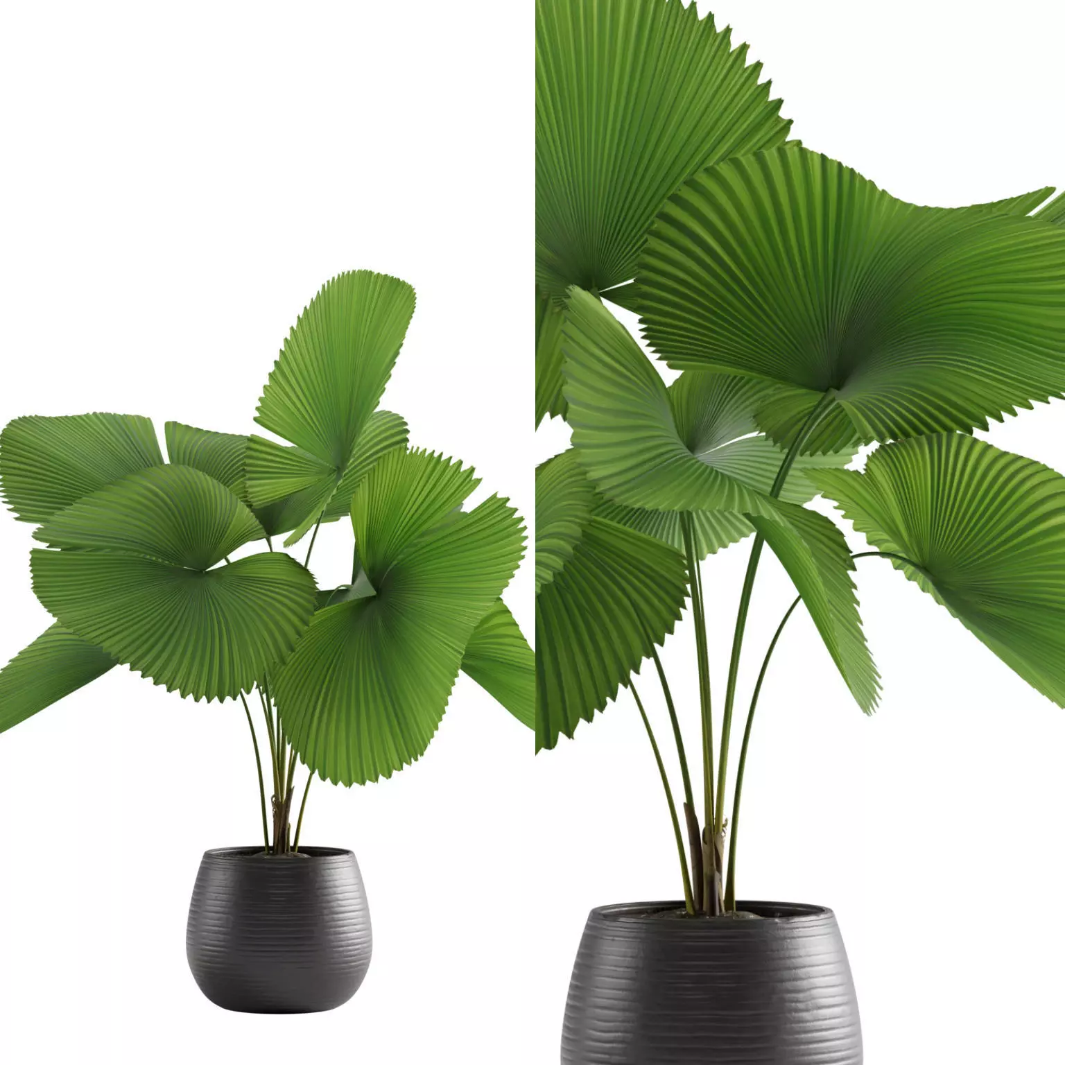 Licuala Grandis Palm 3D model