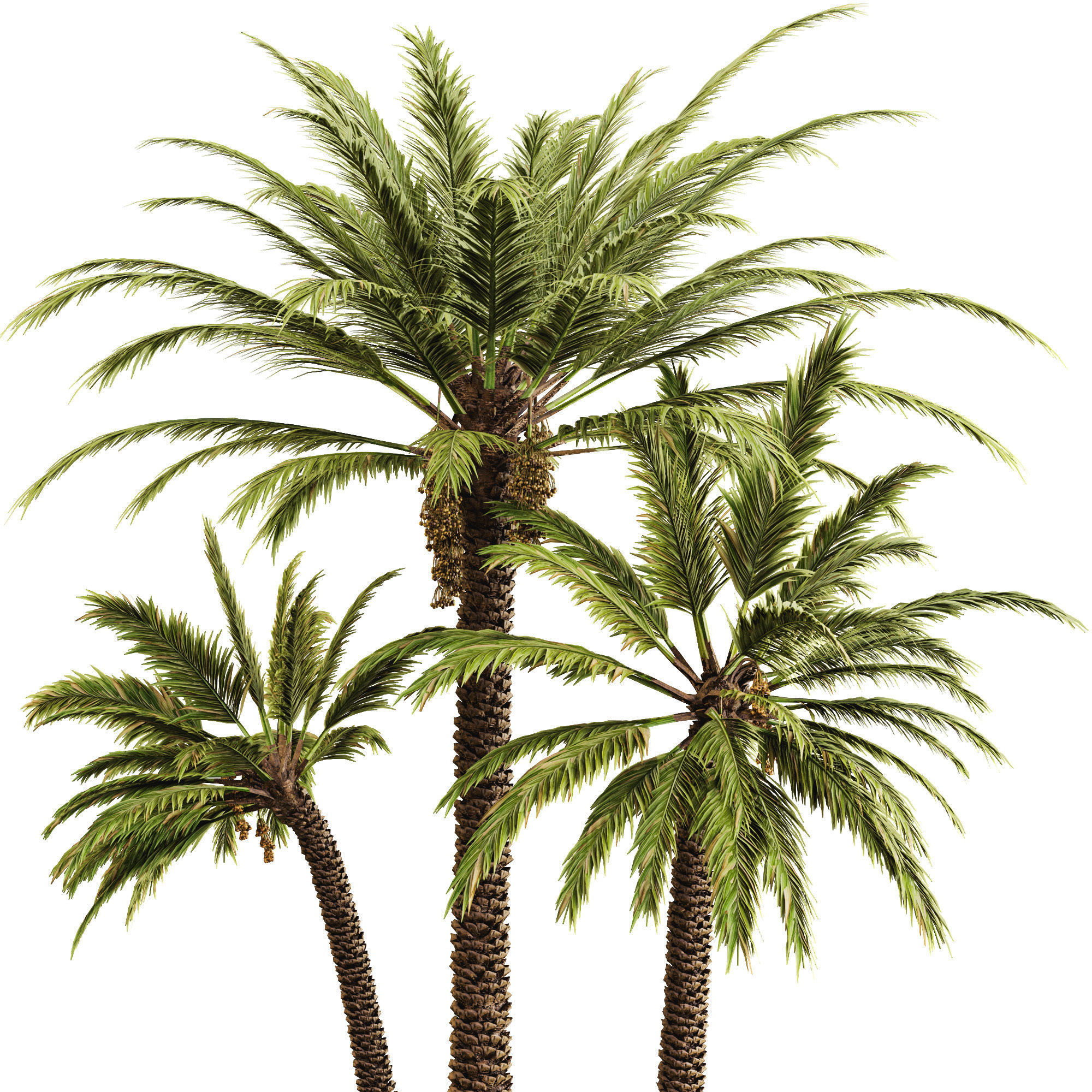 Date palm 3D model_6