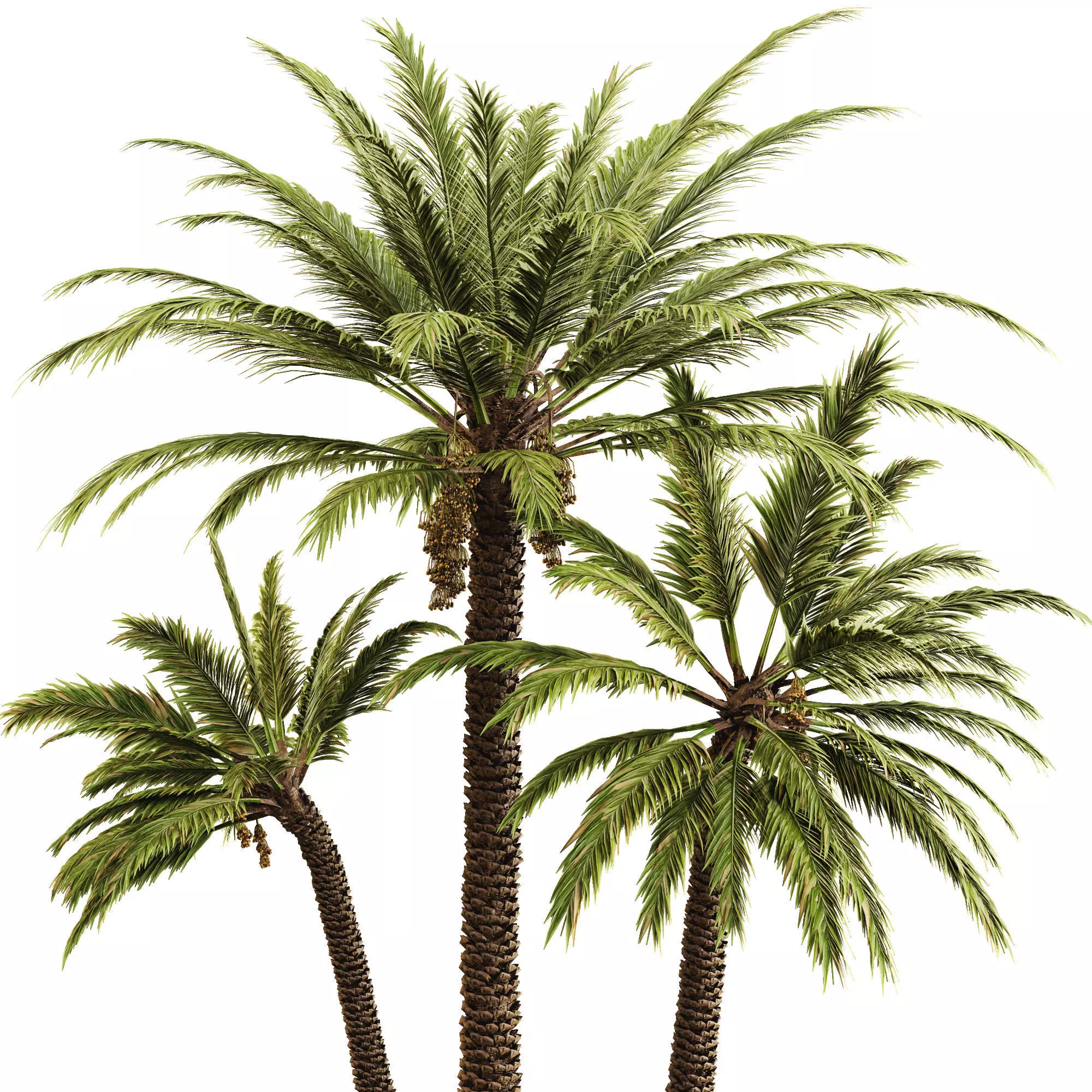 Date palm 3D model_0