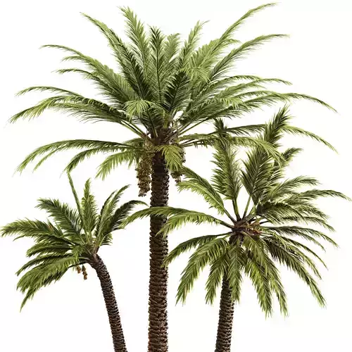 Date palm 3D model