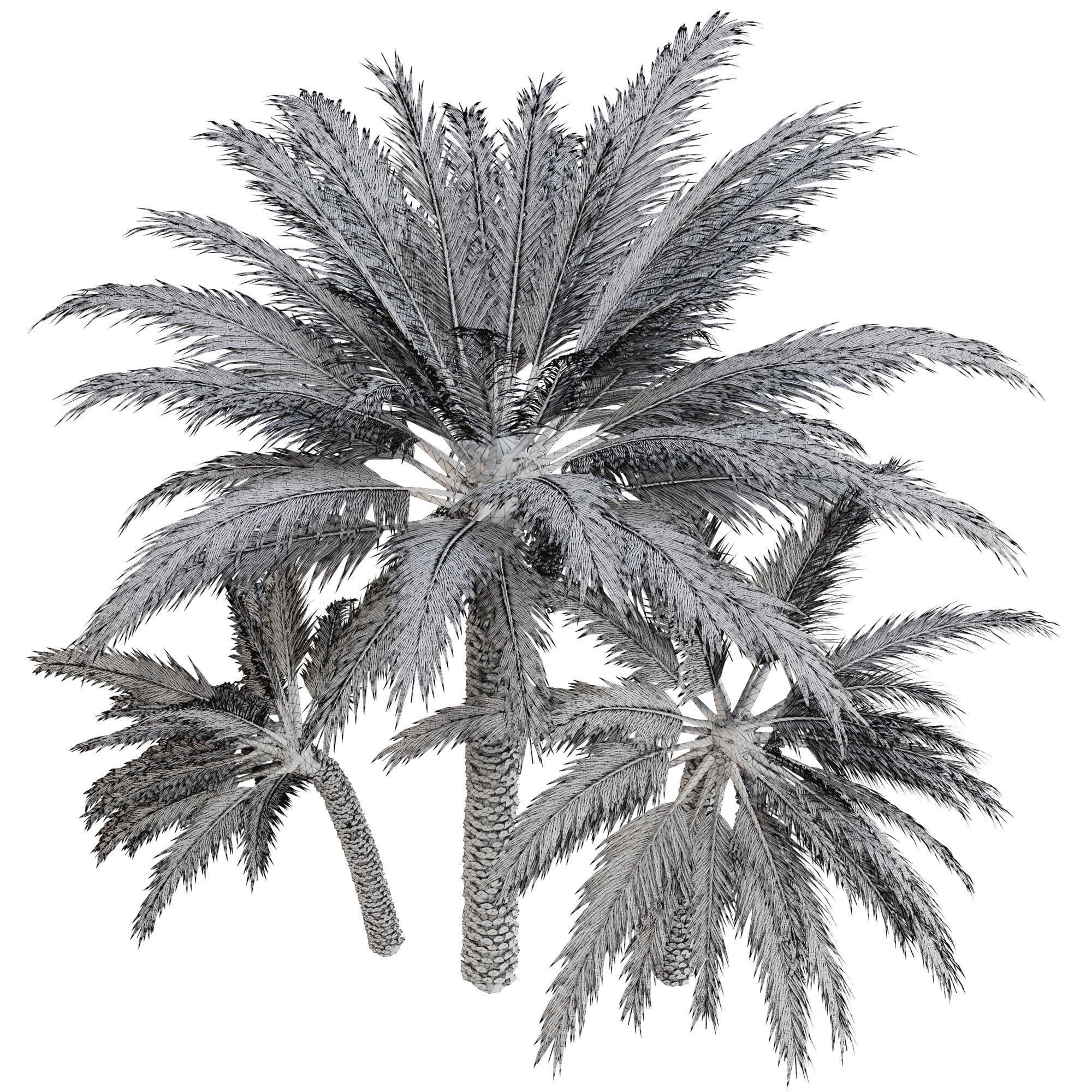 Date palm 3D model_7