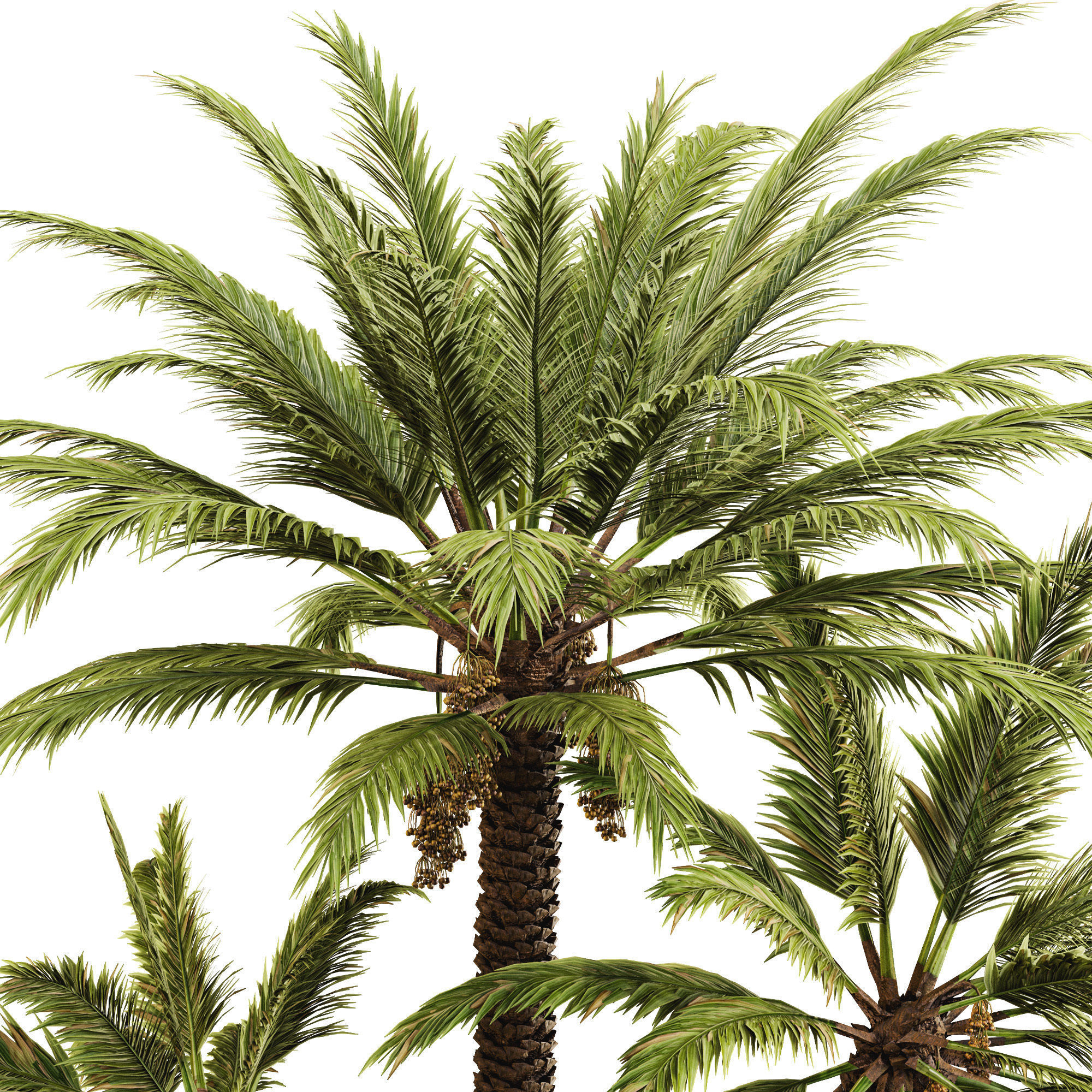 Date palm 3D model_11