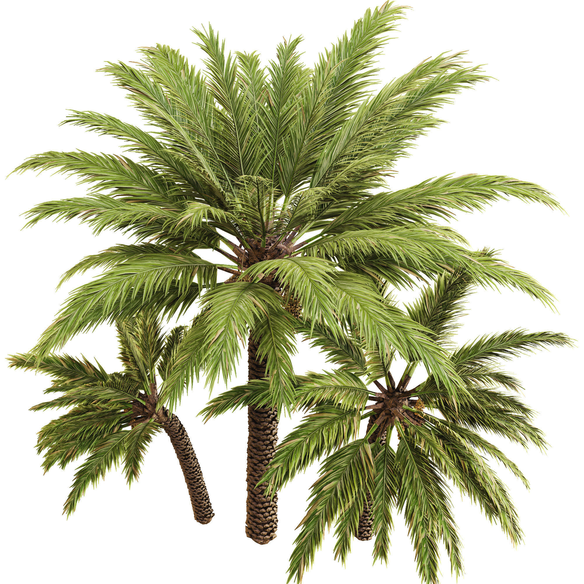 Date palm 3D model_5