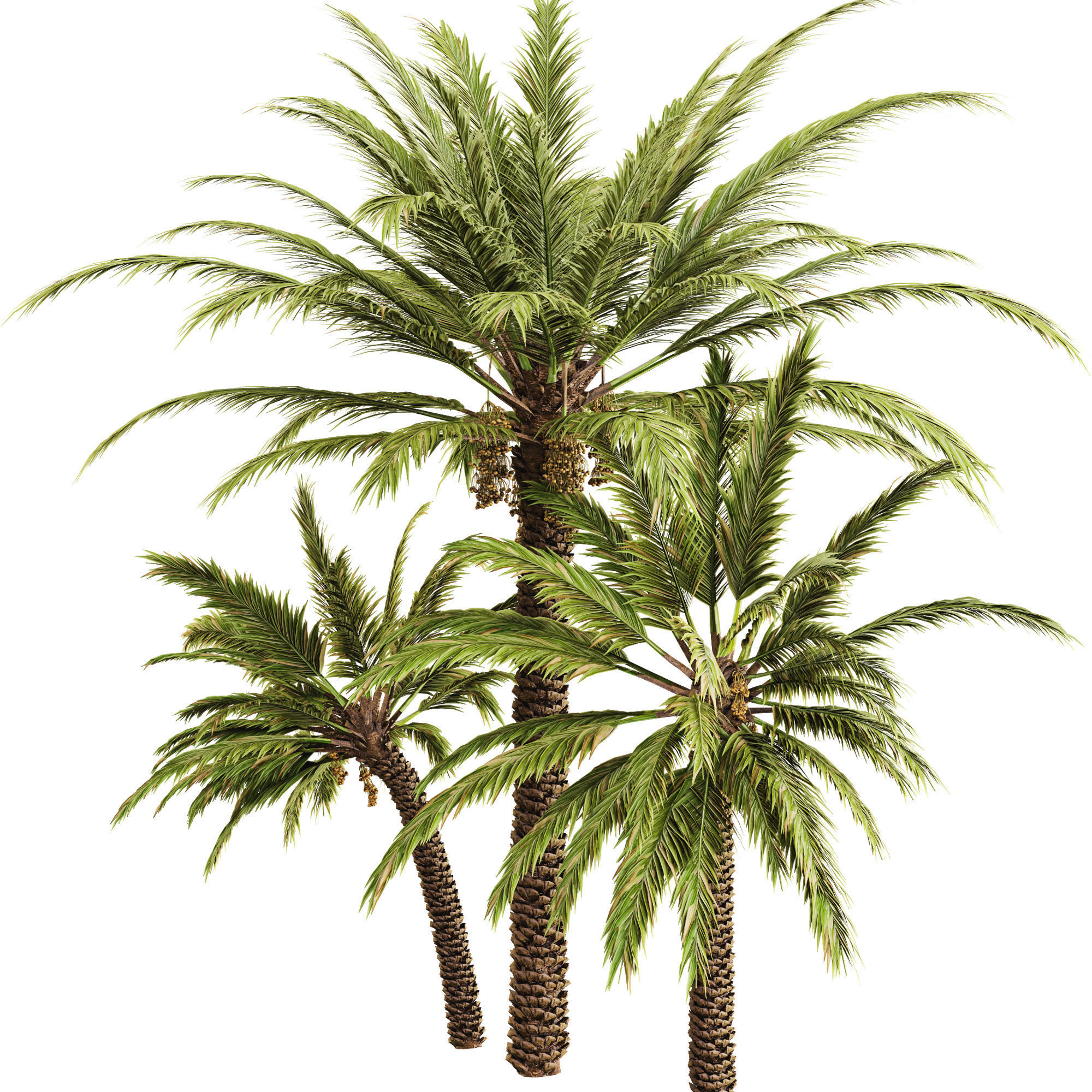 Date palm 3D model_9