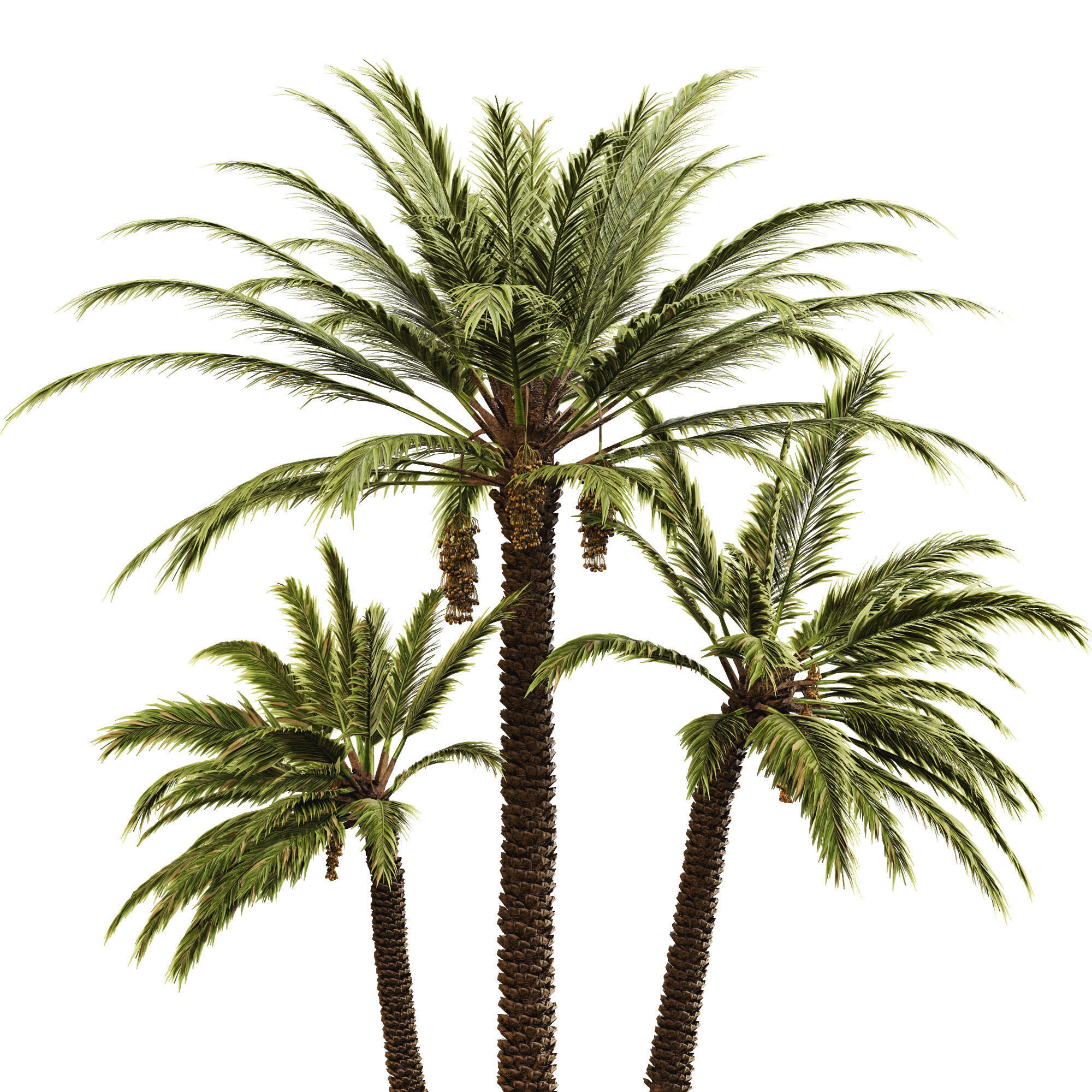 Date palm 3D model_13