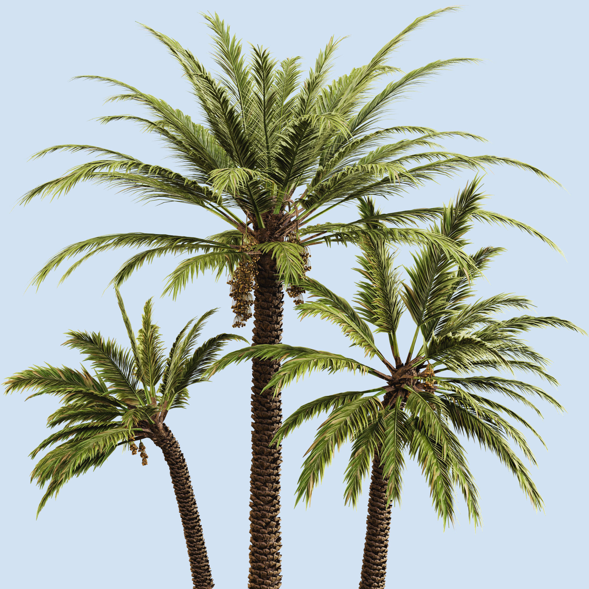 Date palm 3D model_1