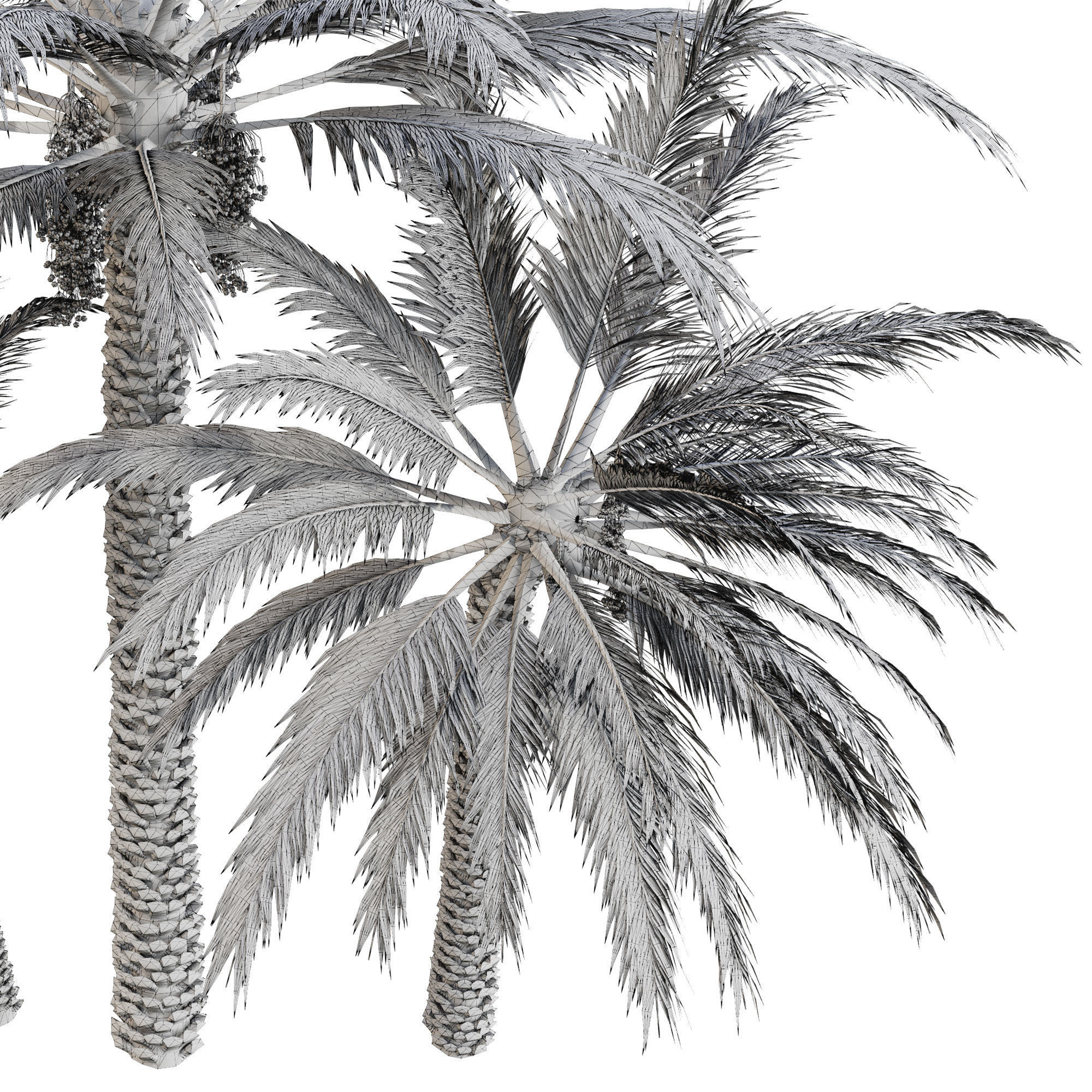 Date palm 3D model_8