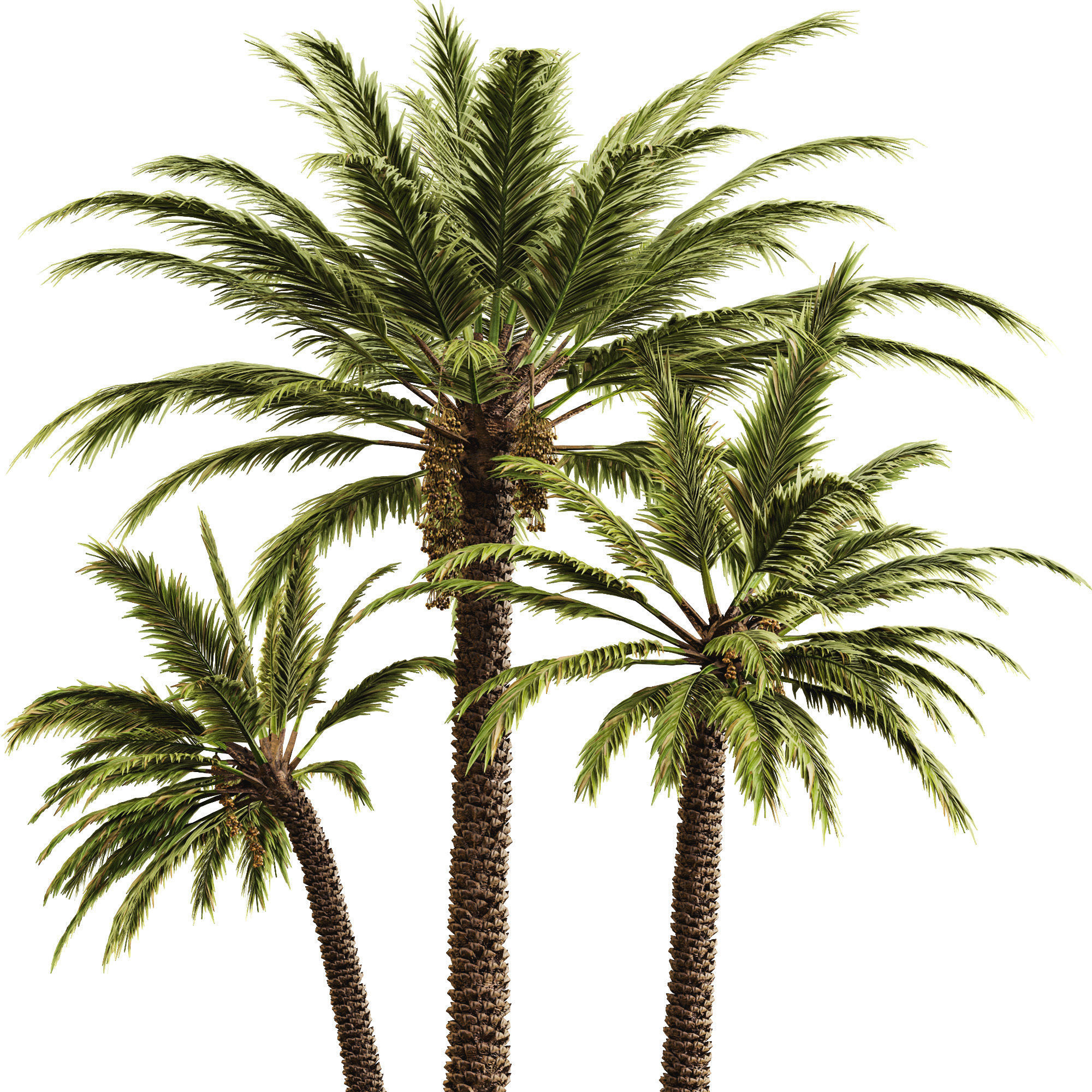 Date palm 3D model_14