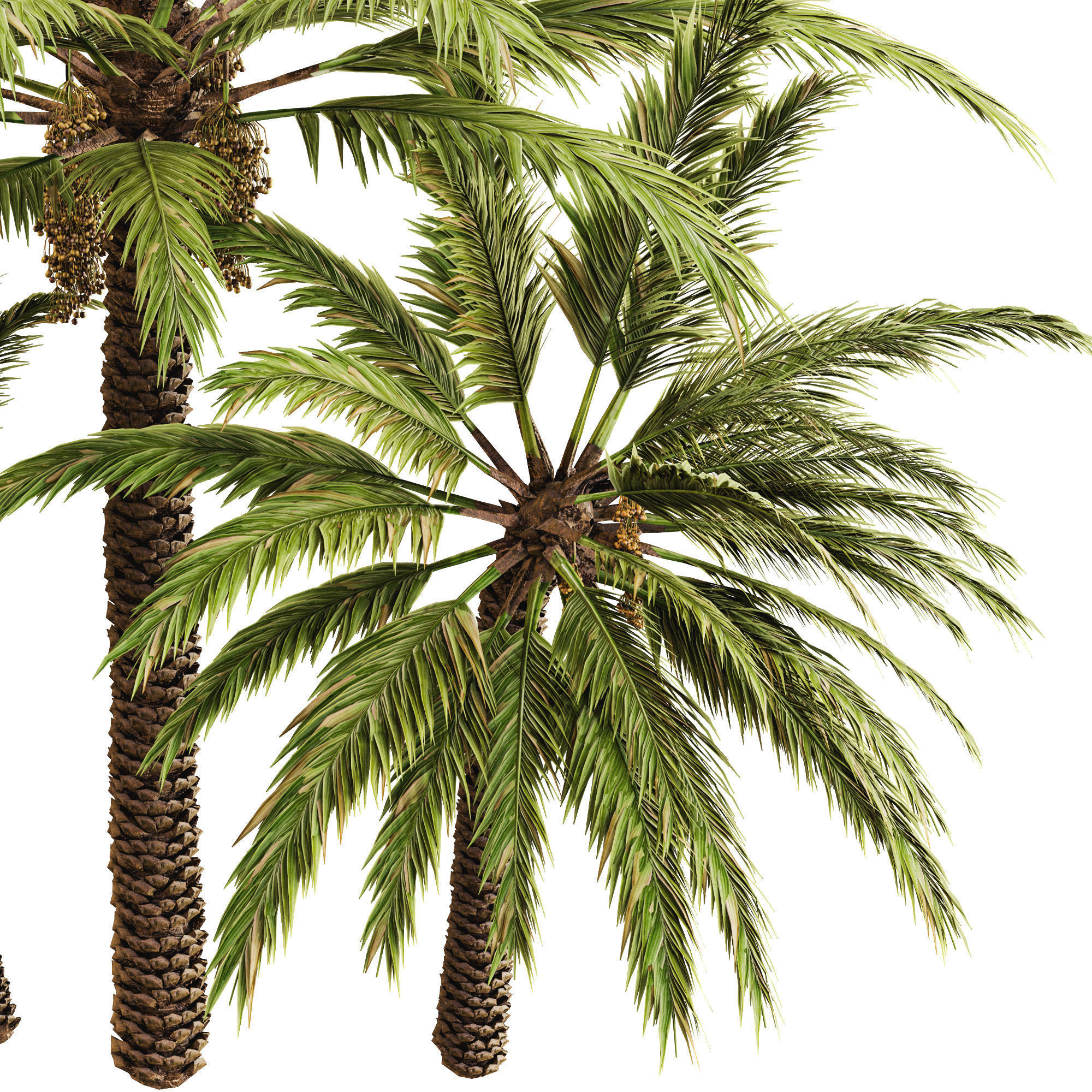 Date palm 3D model_10
