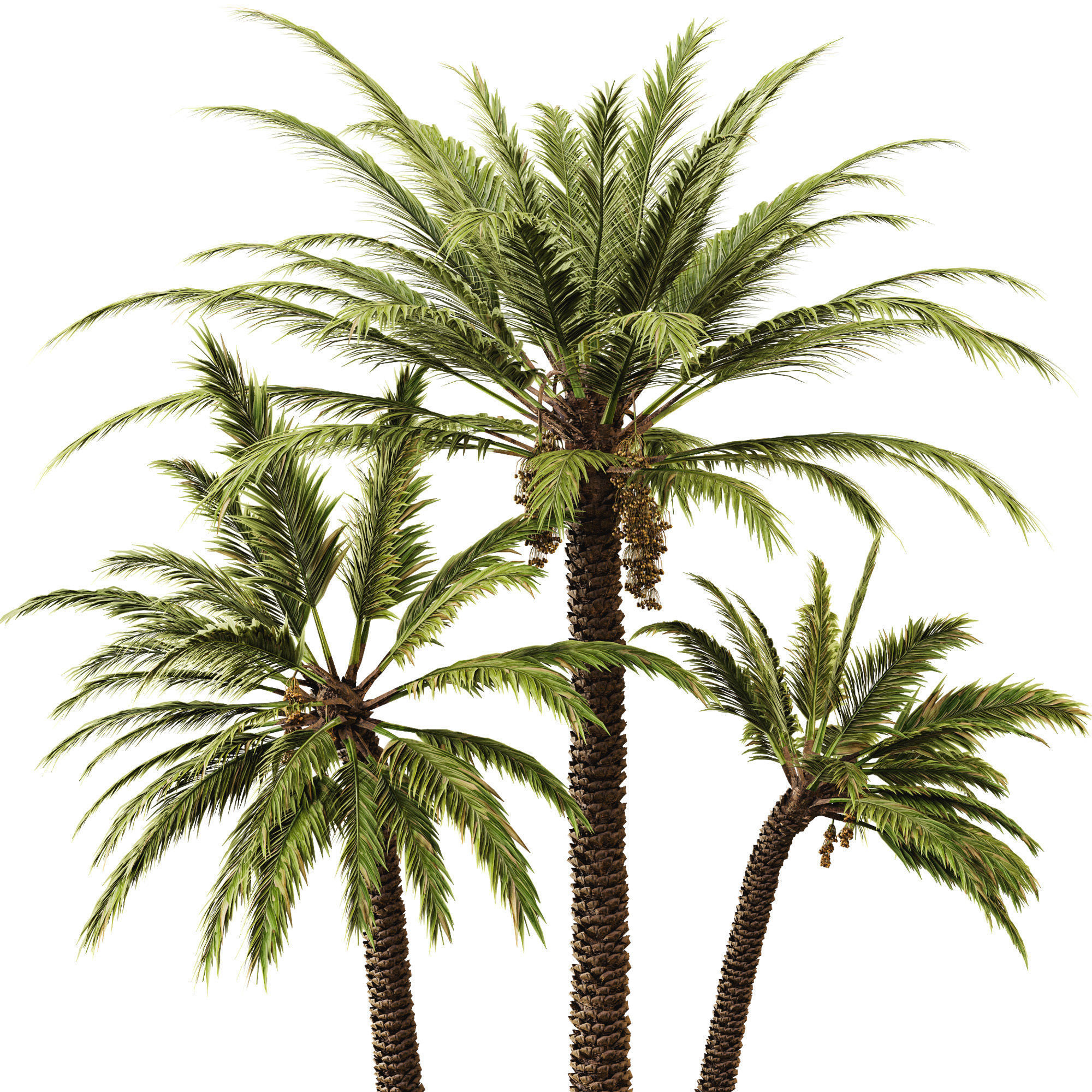 Date palm 3D model_4