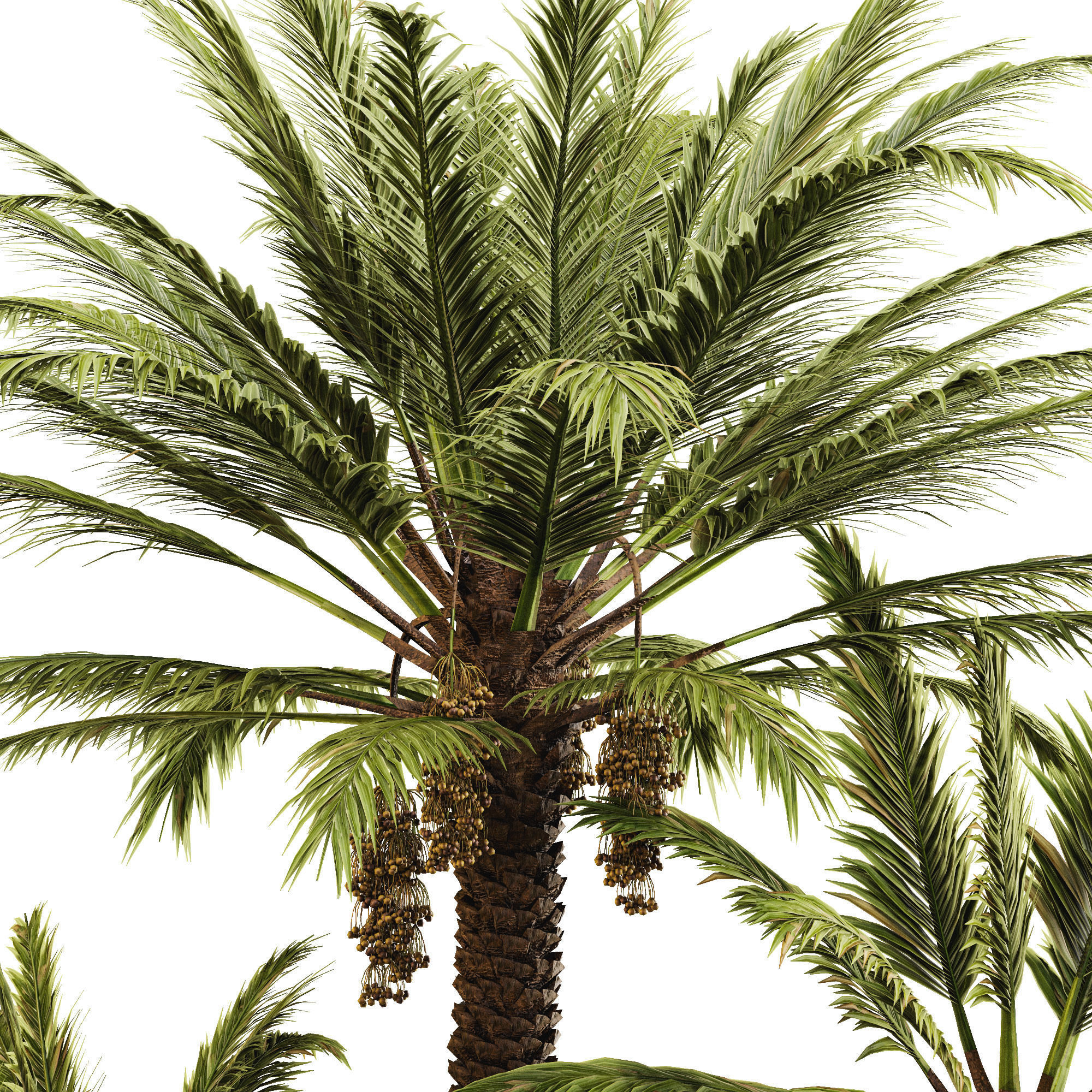 Date palm 3D model_15
